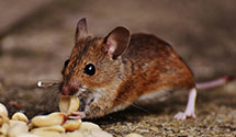24 Hour & Emergency Exterminators in Shady Brook, NC